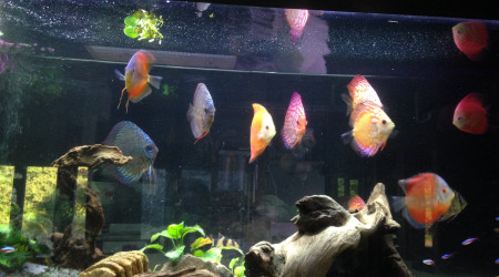 aquarium discus