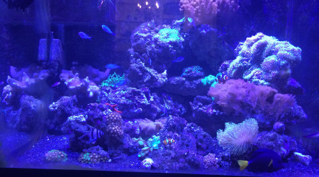 aquarium Récif coralien
