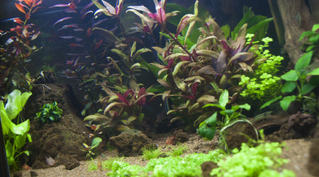 aquarium AMAZONIEN