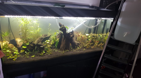 aquarium Fluval roma 240 led