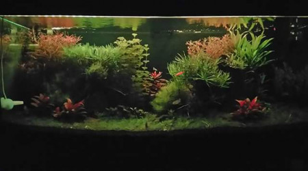 aquarium Zen