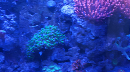 aquarium Rsm130