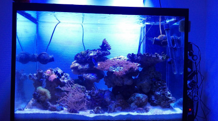 aquarium Recifal 250l