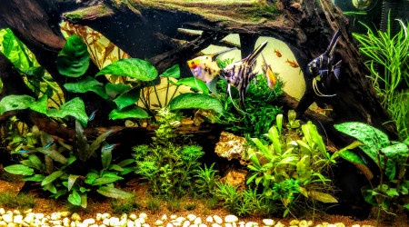 aquarium Juwel Rio 240