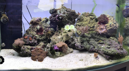 aquarium Recifal