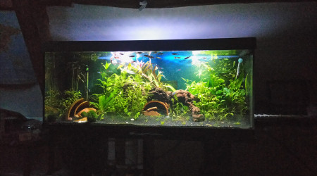 aquarium Mon premier !