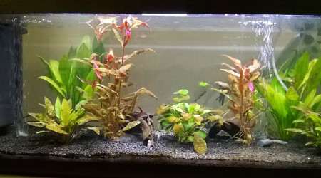 aquarium Biotope