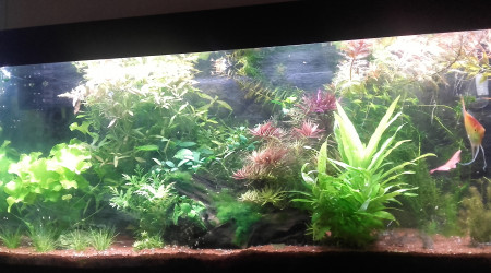 aquarium Amazonien