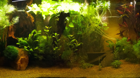 aquarium 120L asiatique