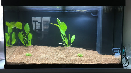 2017.11.17 installation plantes