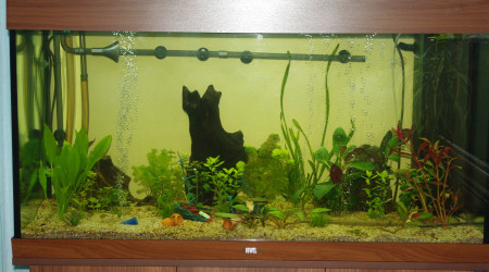 aquarium Juwel 350