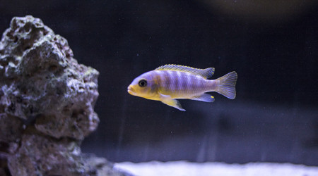 Metriaclima aurora Likoma