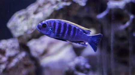 Cynotilapia sp.mbamba Nkata bay