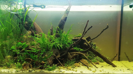 aquarium 125L Aquascaping