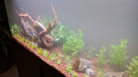 Bac australo-guineen