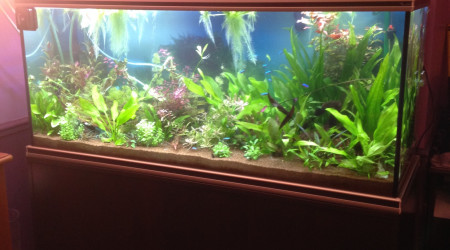 aquarium Biotope amazonien