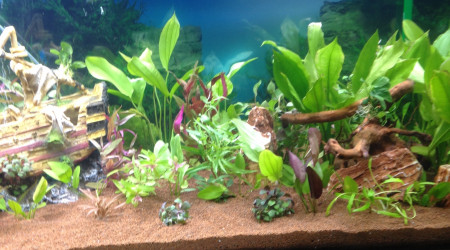 22 octobre 2017 deuxième plantation