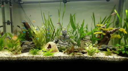 aquarium ♒ Aquarium Ciano