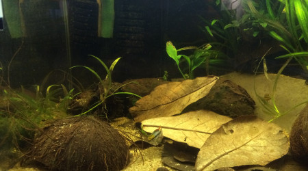 aquarium 50L Spécifique Apistogramma Trifasciata