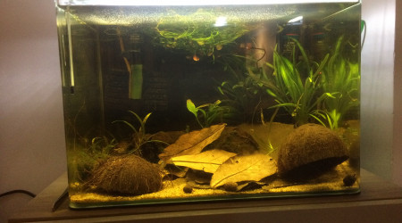 Spécifique Apistogramma Trifasciata