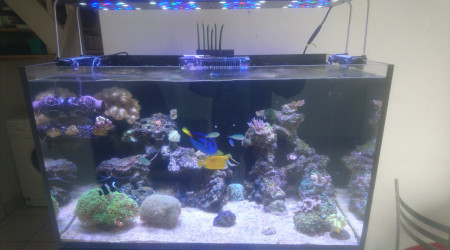 aquarium Reefer 250