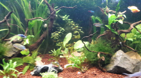 aquarium 300L Communautaire