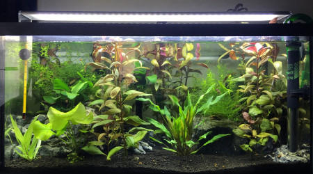 aquarium Aquarium Tetraodons Travancoricus