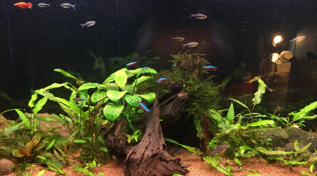 aquarium Amazonien