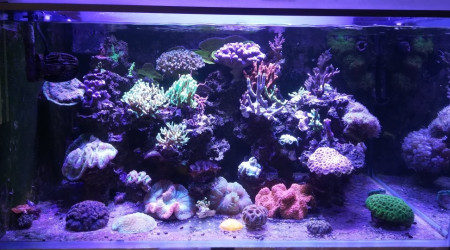 aquarium 300l full aquaroche