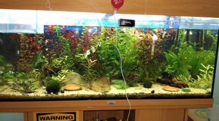 Crevettes et corydoras