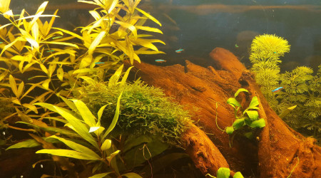 introduction cardinalis