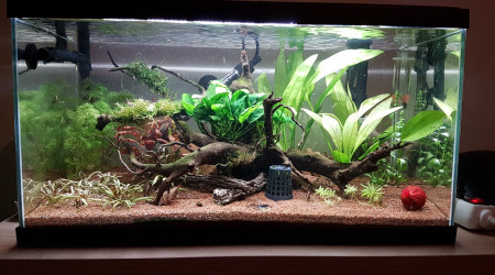 aquarium 54L