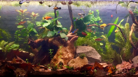 aquarium 120L