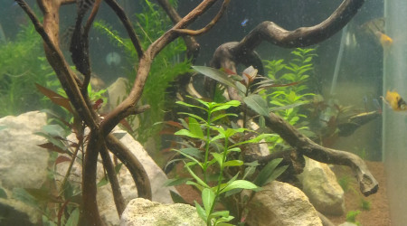 aquarium Ciano 240l