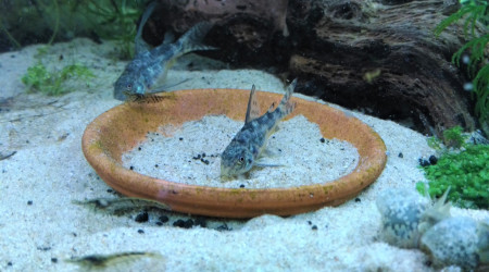 Corydoras paleatus