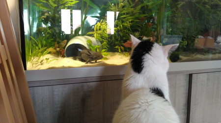 Negan avec Tomy le chat