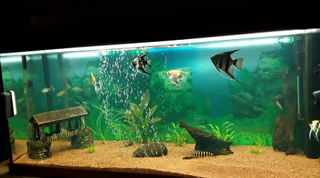 aquarium Regis