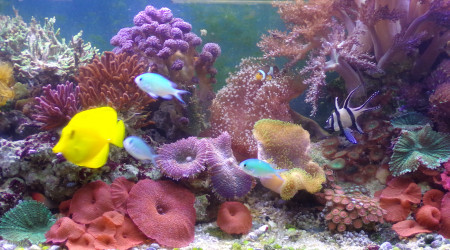 aquarium Récifal méthode DSB