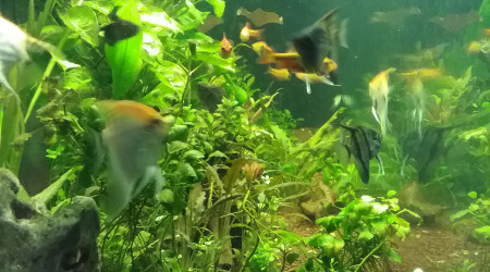 aquarium Le mien