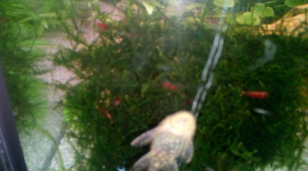 Crevette red Cherry avec ancitrus