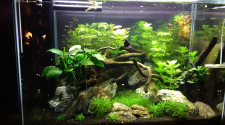 aquarium 1er aquascape