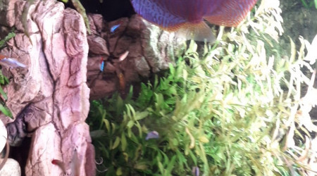 aquarium Yannick