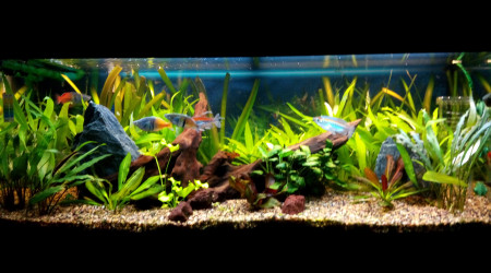 aquarium Juwel Rio 180l