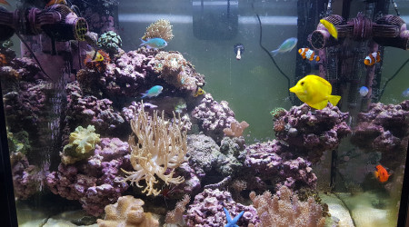 aquarium tazseawater