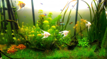 aquarium Amazonien  Osaka 260