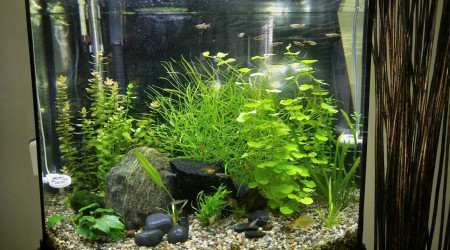 aquarium Aquarium planté 110 litres