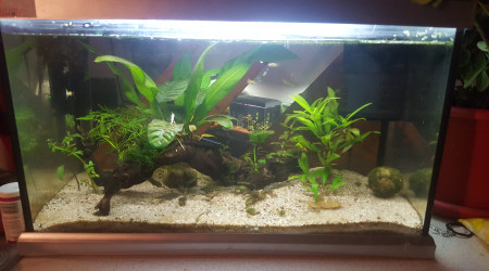 aquarium 60L communautaire