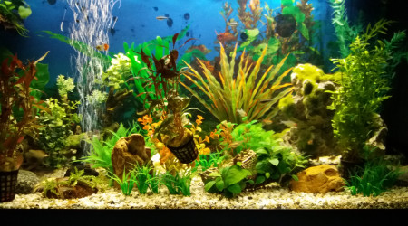 aquarium Ludovic