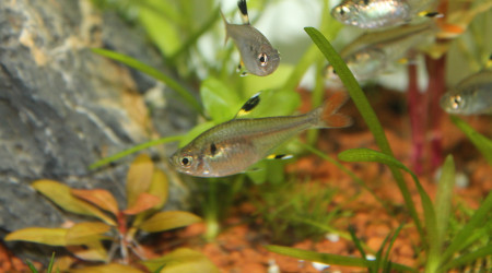 Mes p'tits Pristella