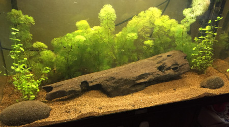 aquarium JUWEL RIO 125